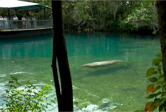 Manatees