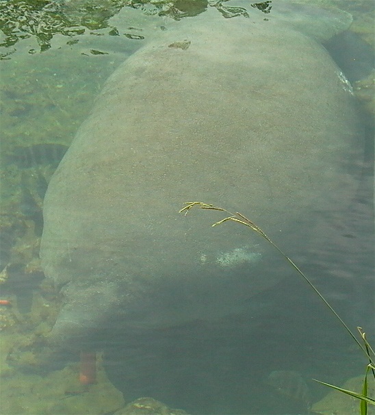 Manatee