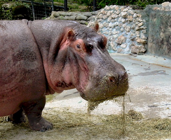 Lu the Hippo