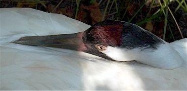 Sand Crane