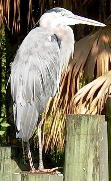 Blue Heron