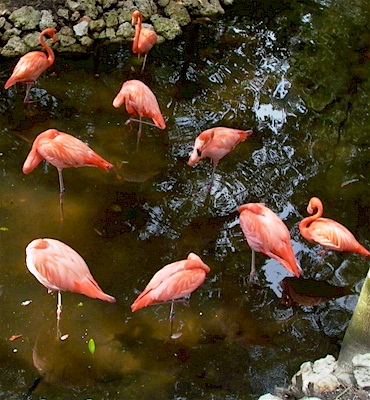 Flamingos