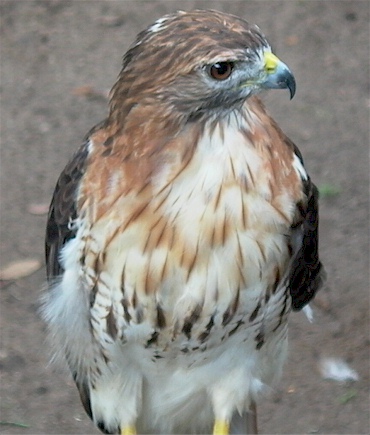 Hawk