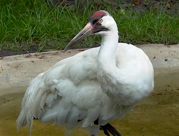 Sand Crane